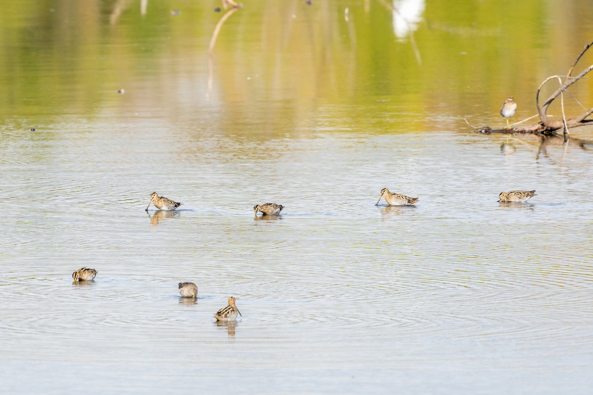 Wilson Suçulluğu - ML646816777