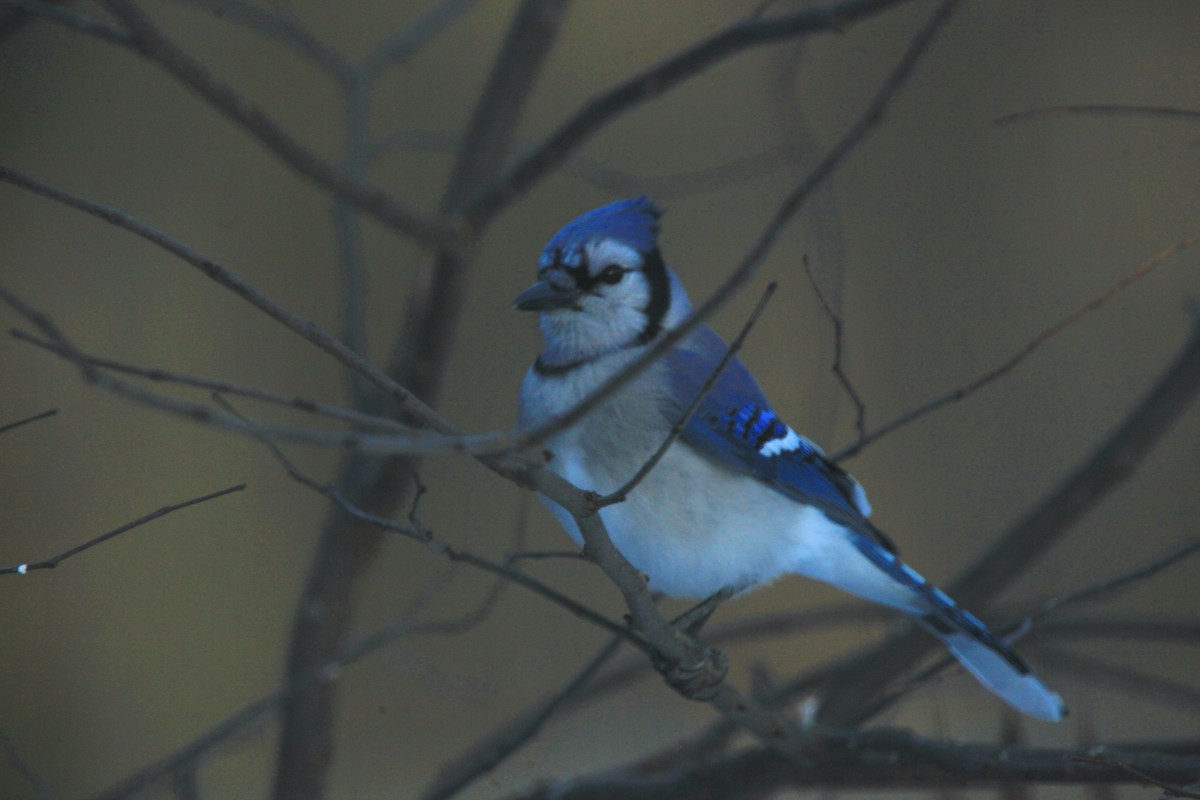 Blue Jay - ML646816778