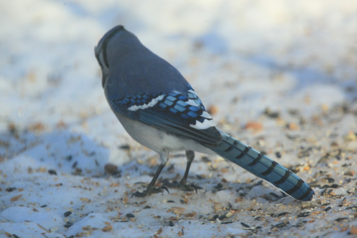 Blue Jay - ML646816779