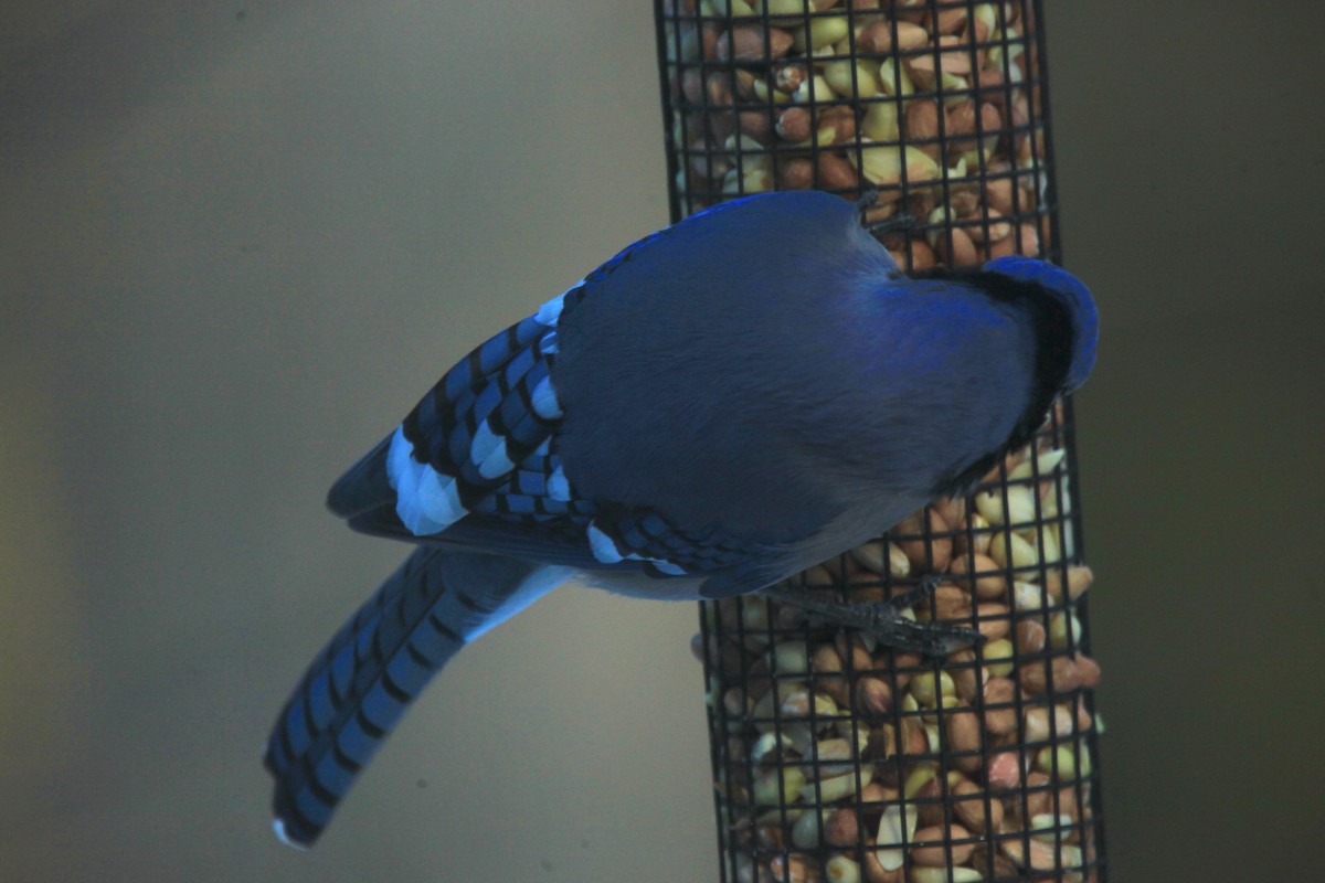 Blue Jay - ML646816780