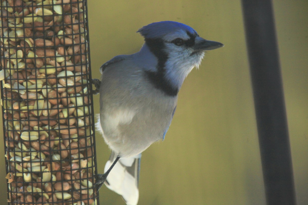 Blue Jay - ML646816781