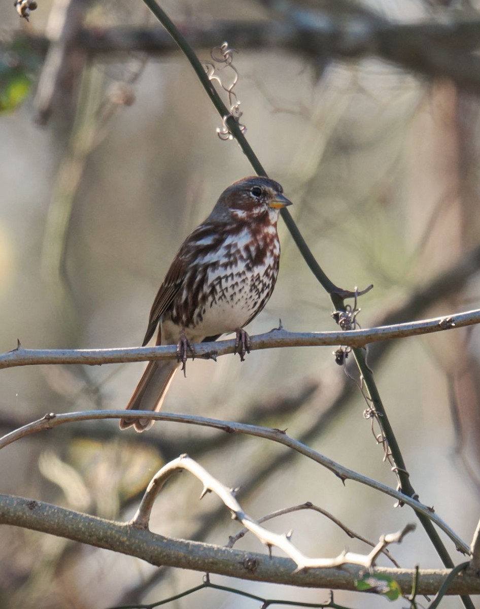 strnadec kaštanový - ML646816782