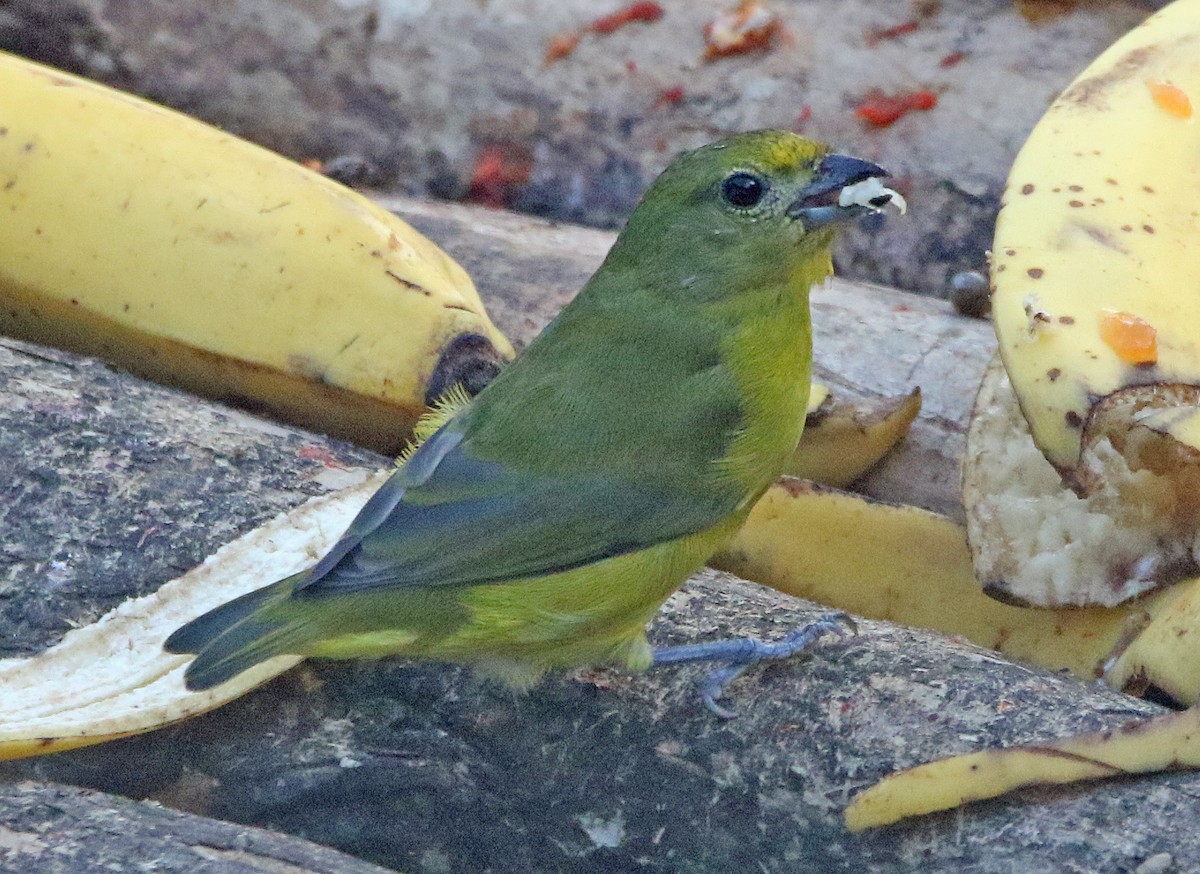 Violaceous Euphonia - ML646816783