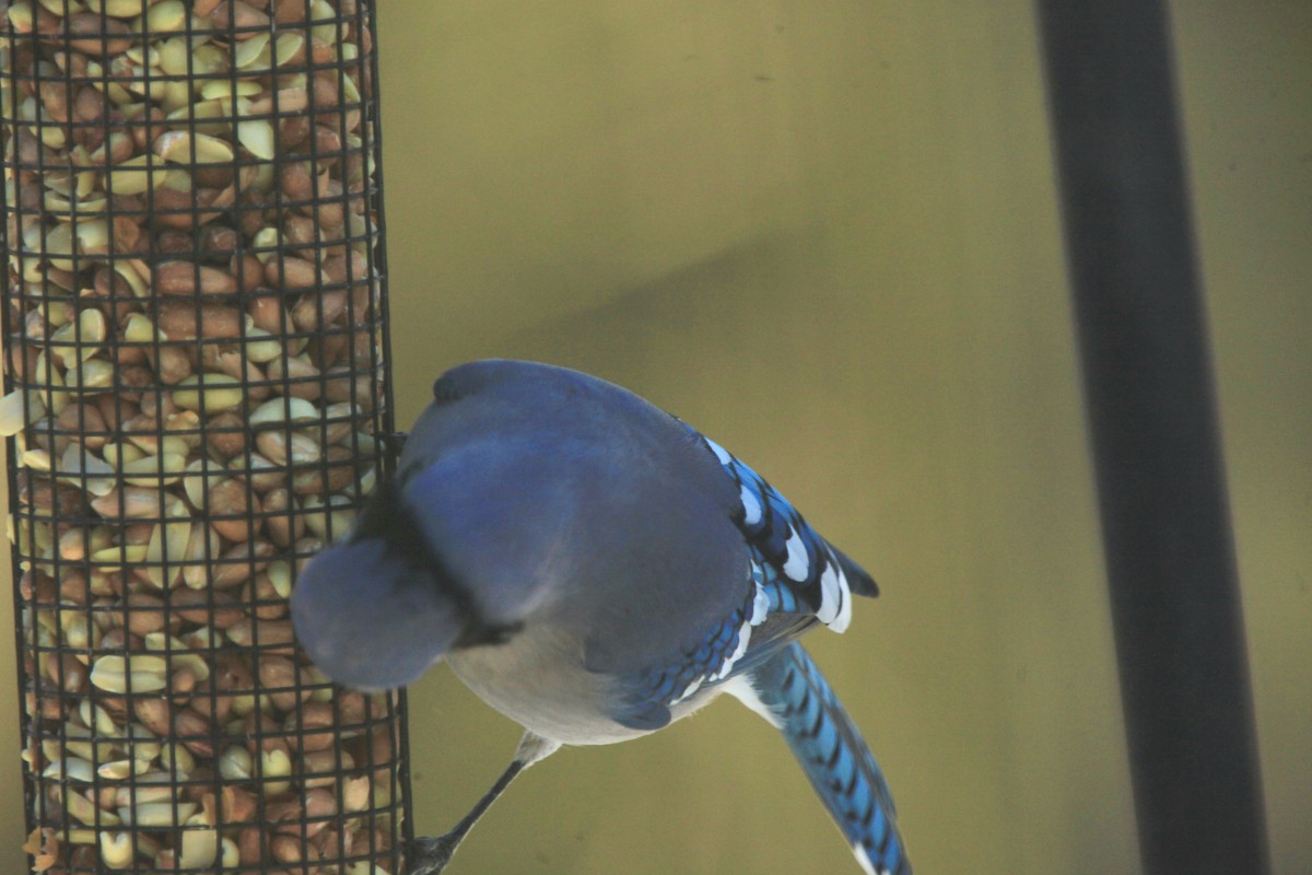 Blue Jay - ML646816784