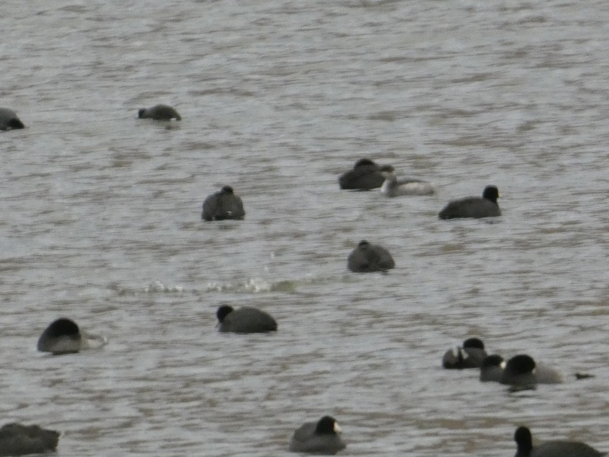 Schwarzhalstaucher - ML646816790