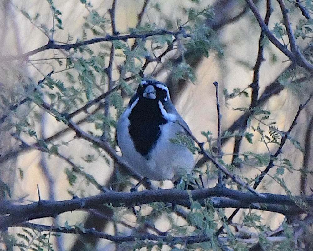 Black-throated Sparrow - ML646816792