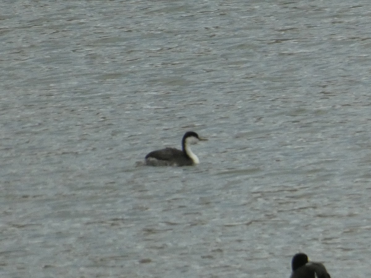 Renntaucher - ML646816793