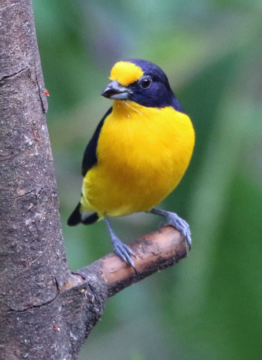 Violaceous Euphonia - ML646816794
