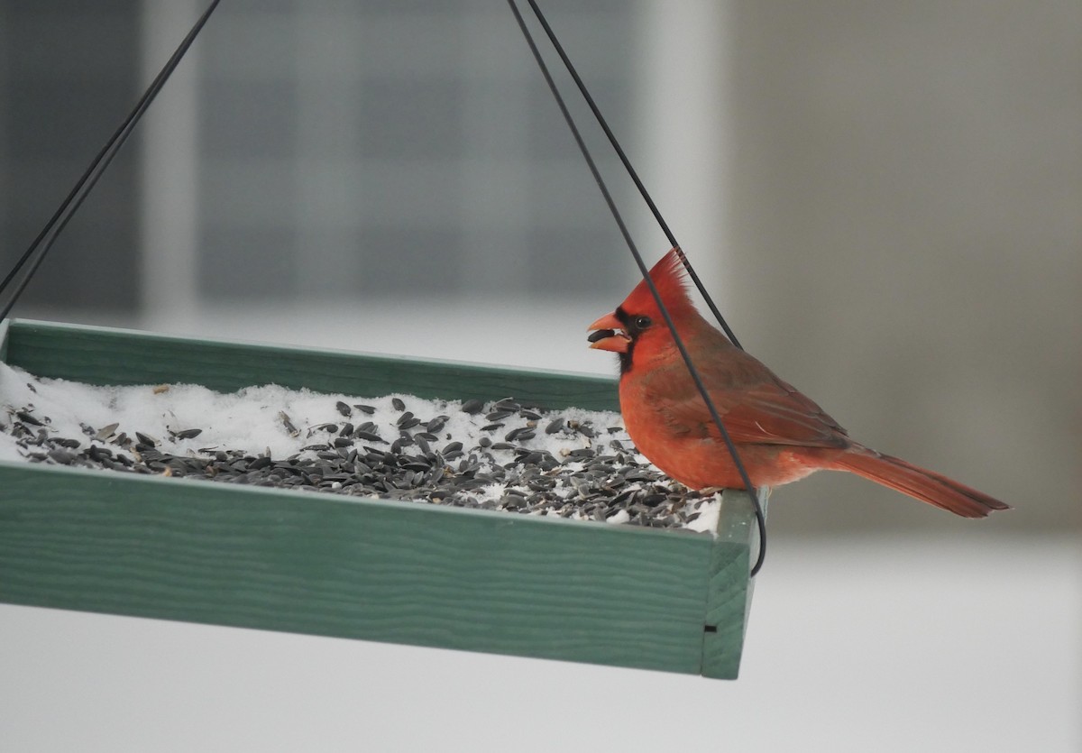 Northern Cardinal - ML646816796