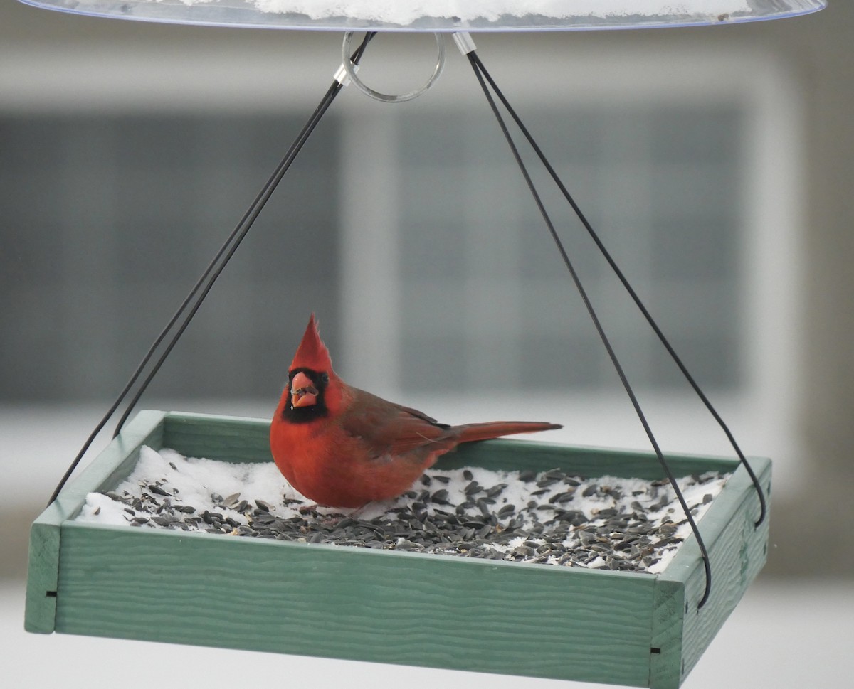 Northern Cardinal - ML646816797