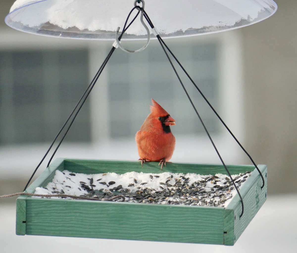 Northern Cardinal - ML646816798