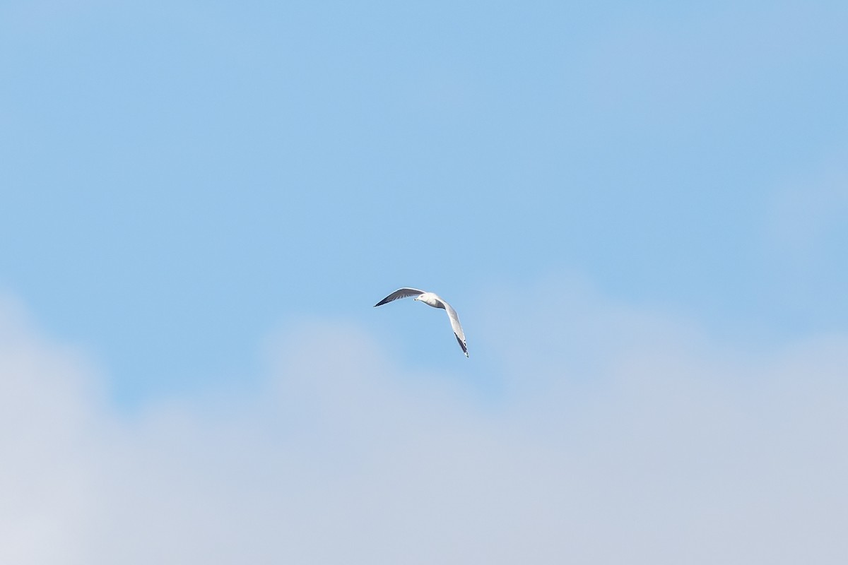 Ring-billed Gull - ML646816804