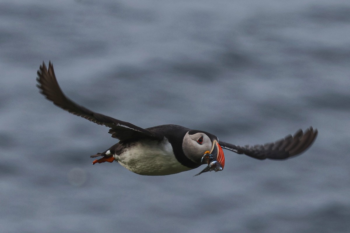 ニシツノメドリ - ML646816806