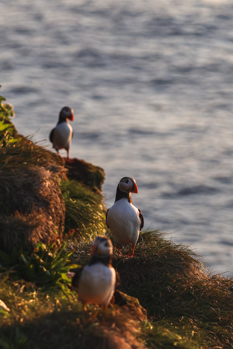 ニシツノメドリ - ML646816807