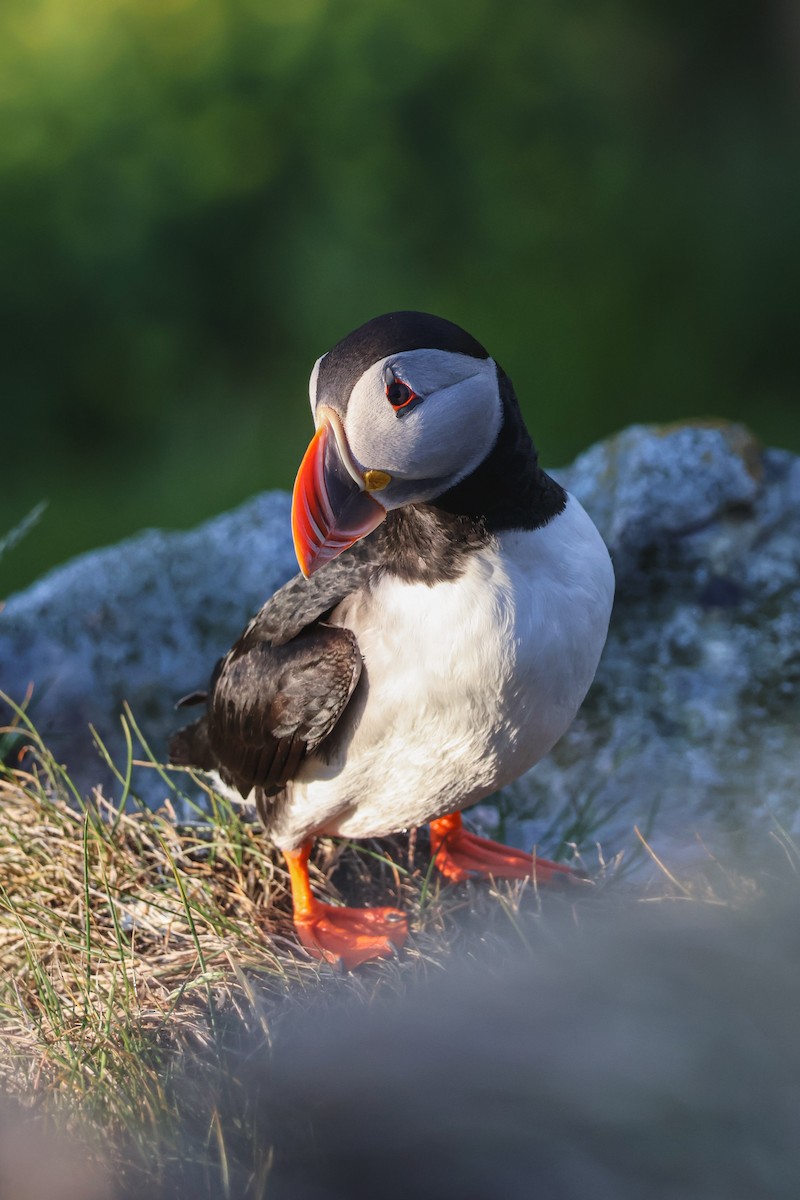 ニシツノメドリ - ML646816808