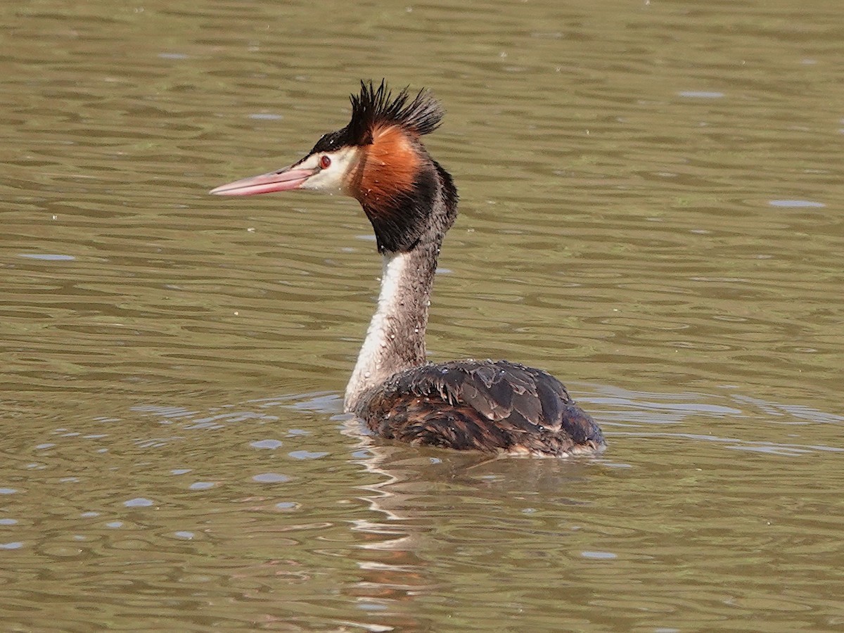 Great Crested Grebe - ML646816809