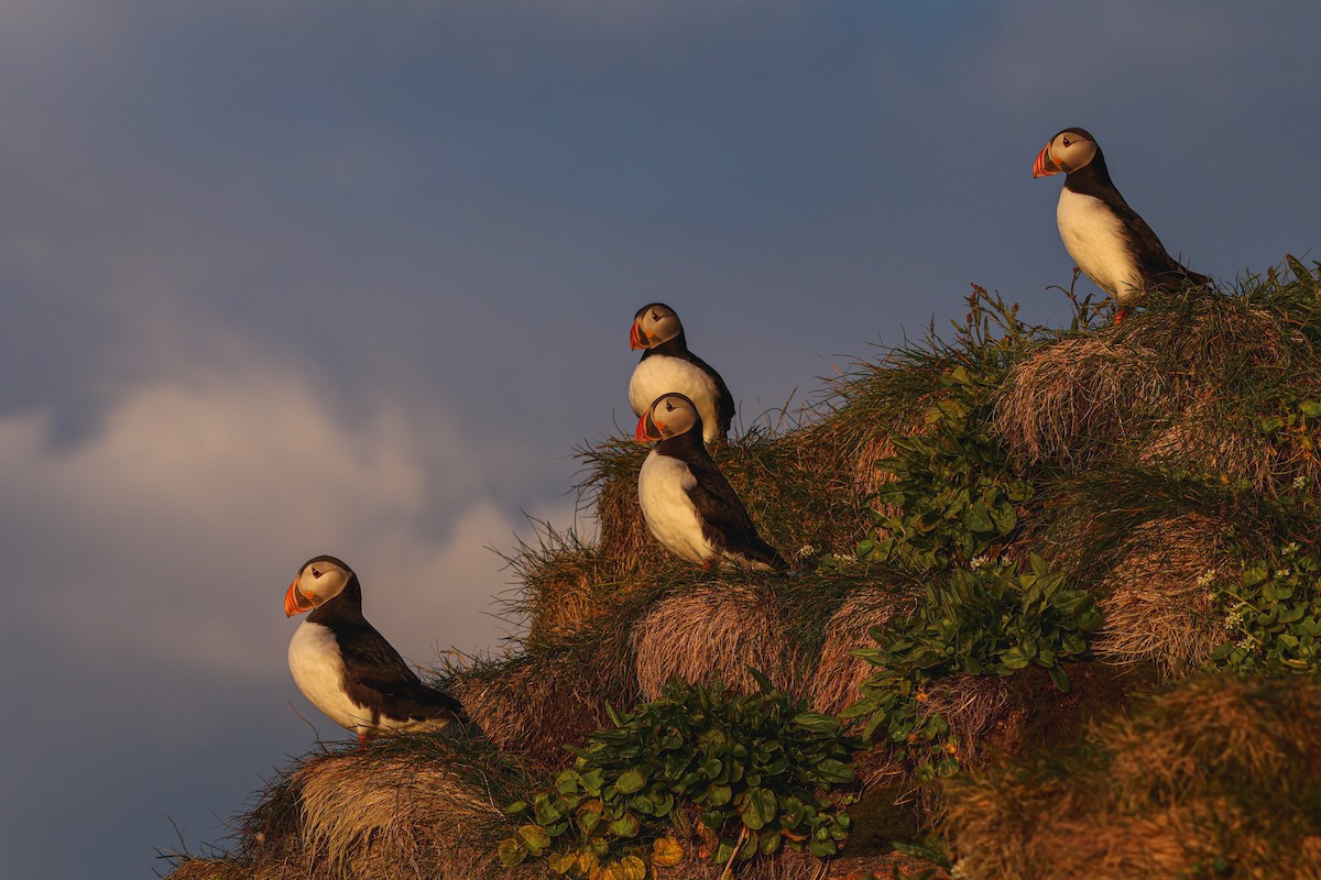 ニシツノメドリ - ML646816810