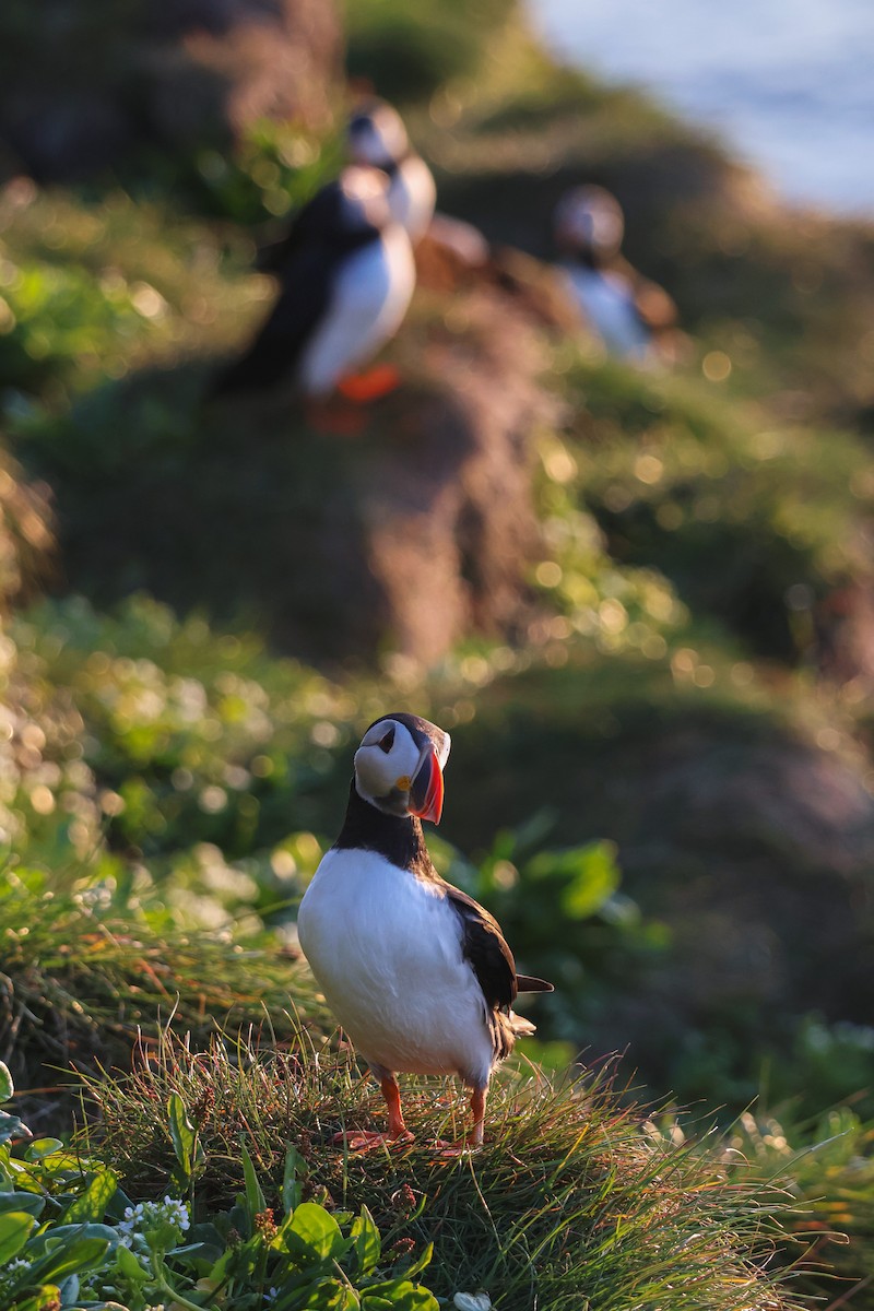 ニシツノメドリ - ML646816811