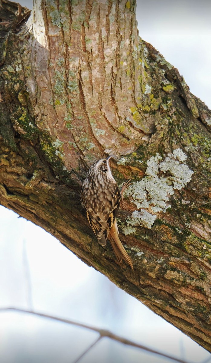 Brown Creeper - ML646816812