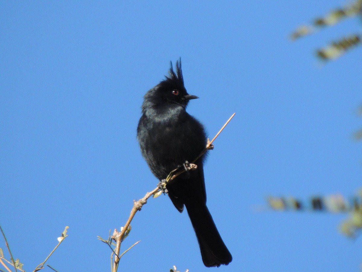 Capulinero Negro - ML646816813