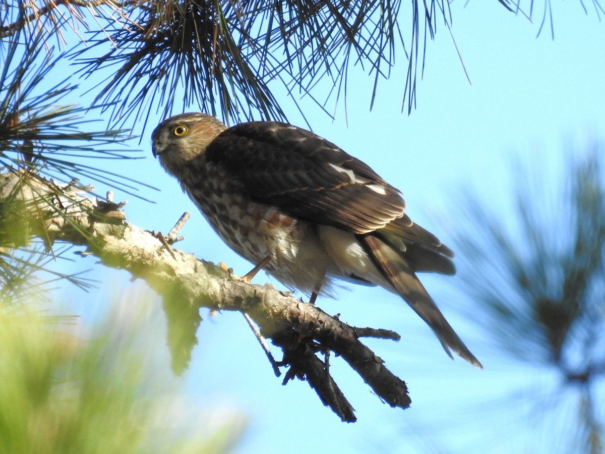 Épervier brun - ML646816818