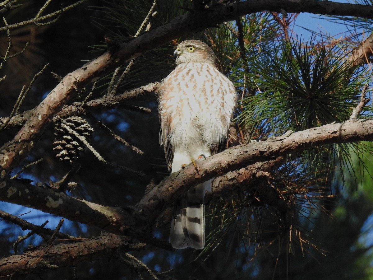 Épervier brun - ML646816819