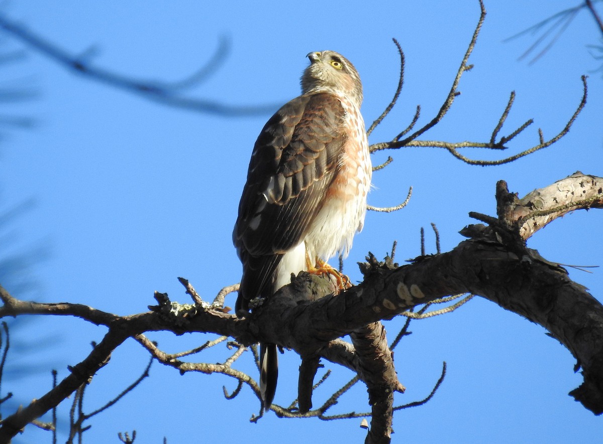 Épervier brun - ML646816820