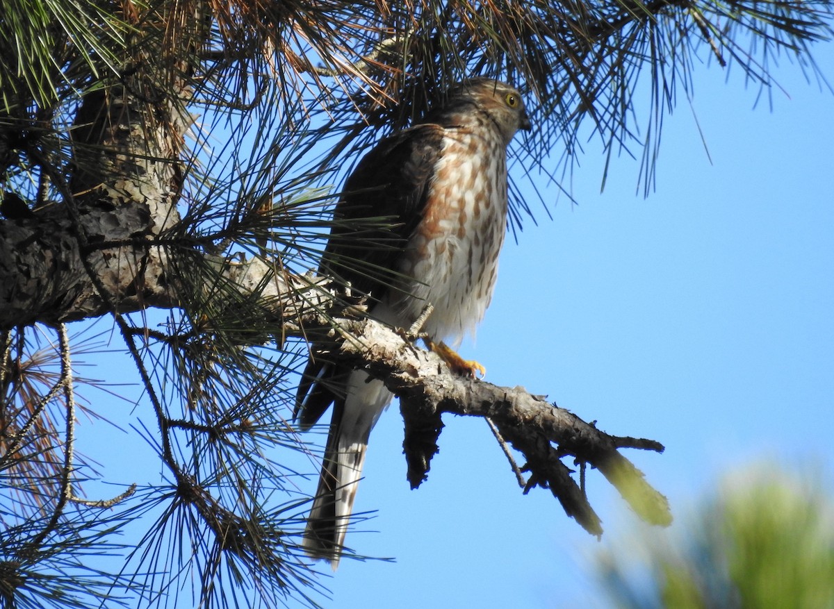 Épervier brun - ML646816821