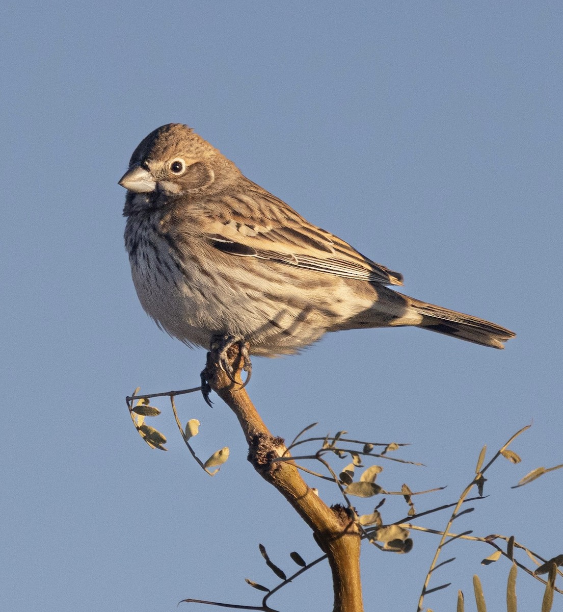 Ak Kanatlı Kara Serçe - ML646816822