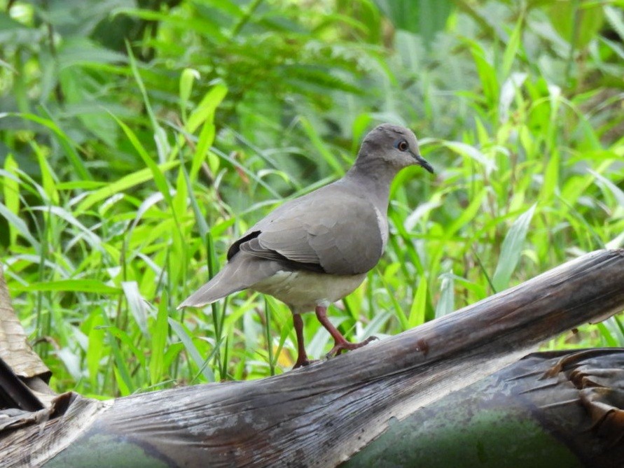 White-tipped Dove - ML646816823