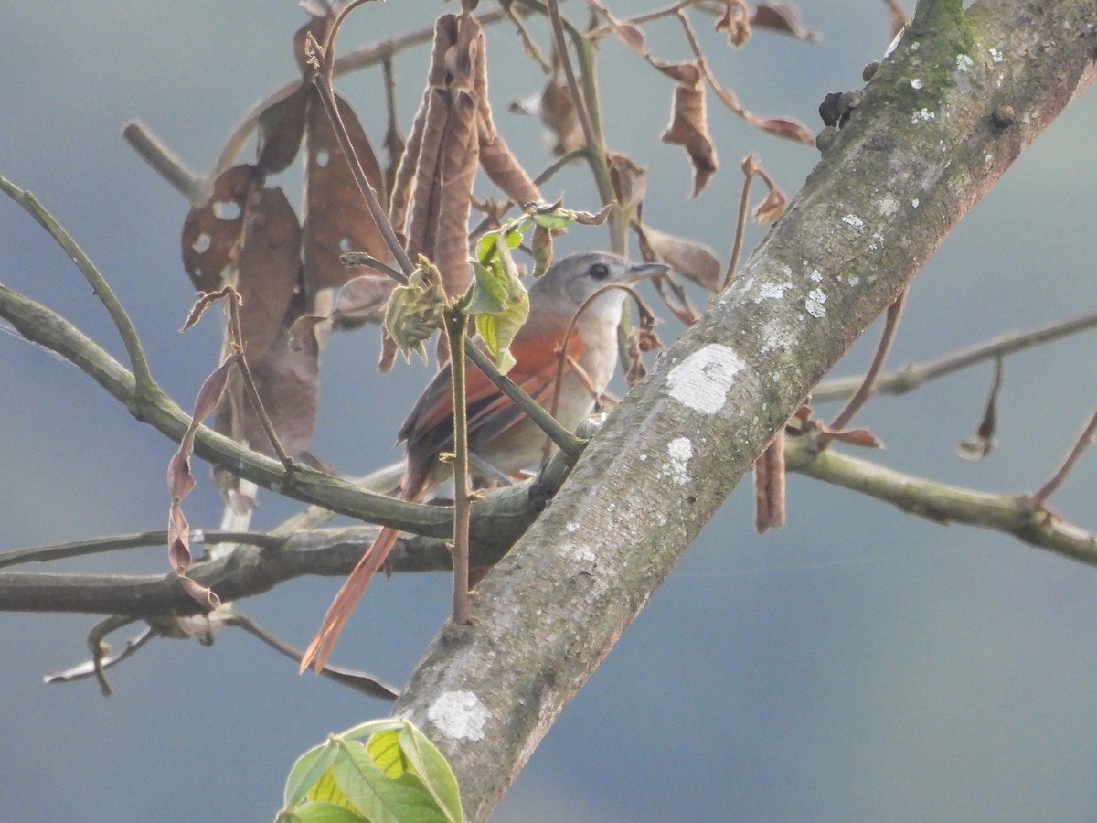 Plain-crowned Spinetail - ML646816825