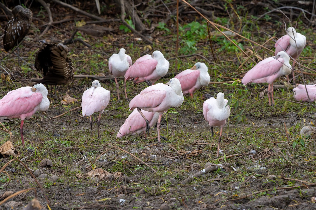 Roseate Spoonbill - ML646816826
