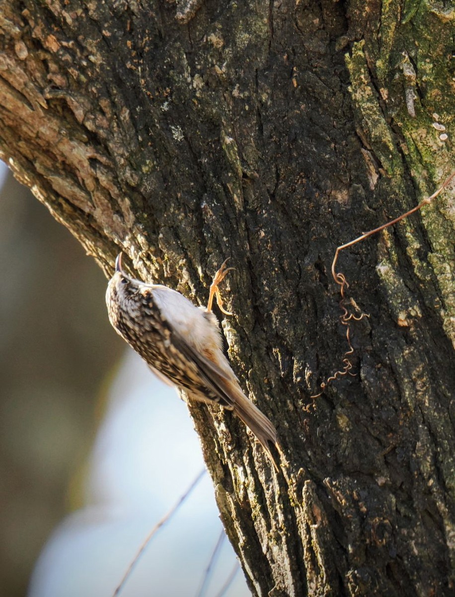 Brown Creeper - ML646816827