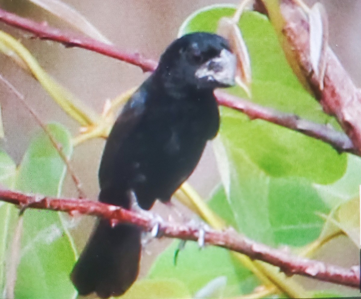 Great-billed Seed-Finch - ML646816828