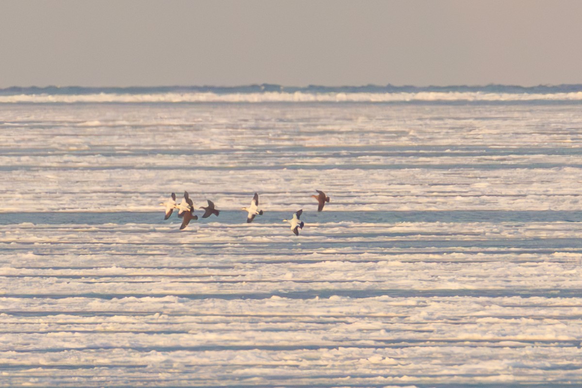 Common Eider - ML646816829