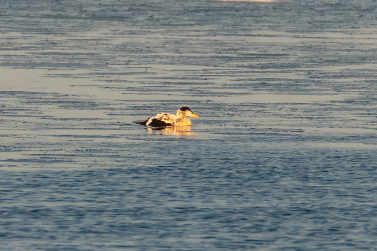 Common Eider - ML646816830
