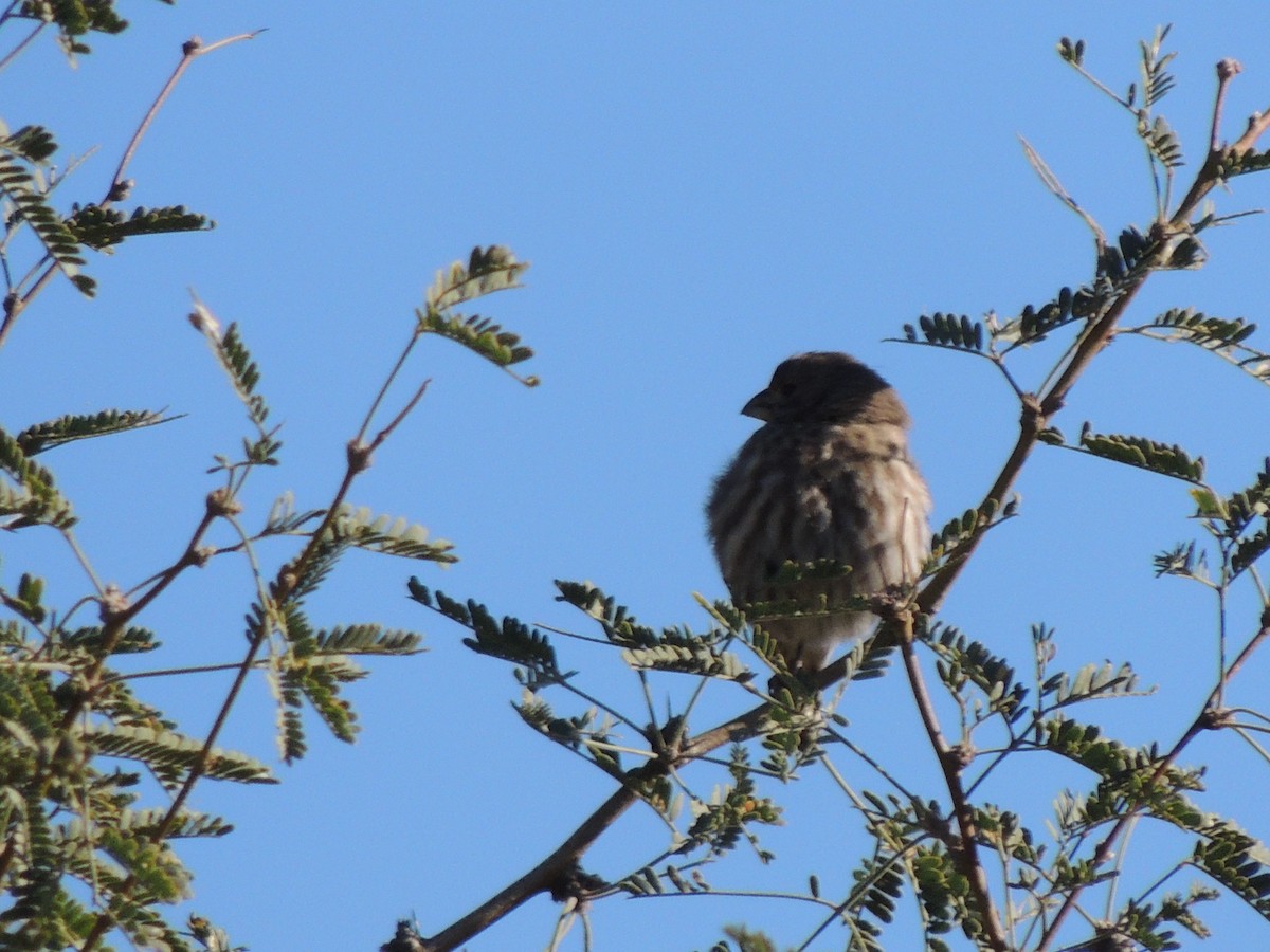 Camachuelo Mexicano - ML646816831