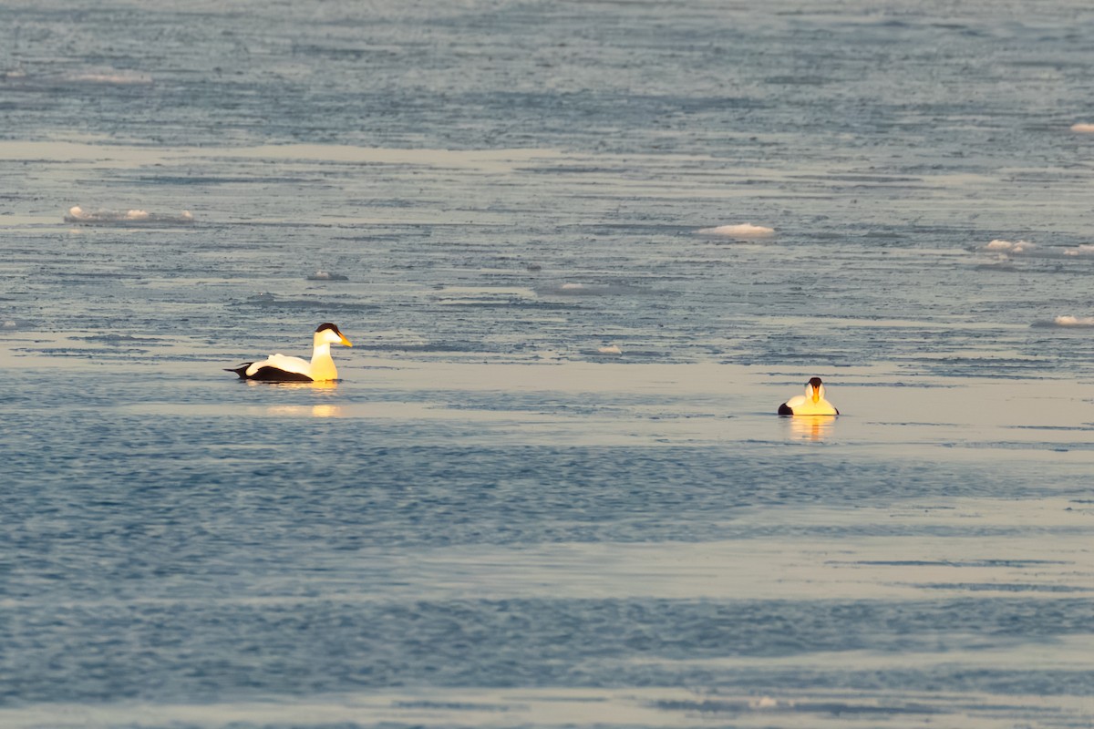 Common Eider - ML646816832