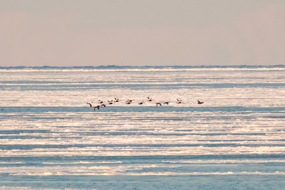 Common Eider - ML646816833