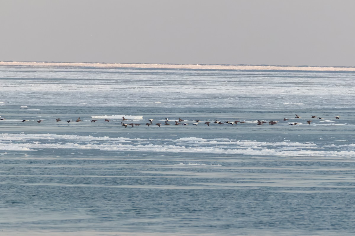 Common Eider - ML646816834