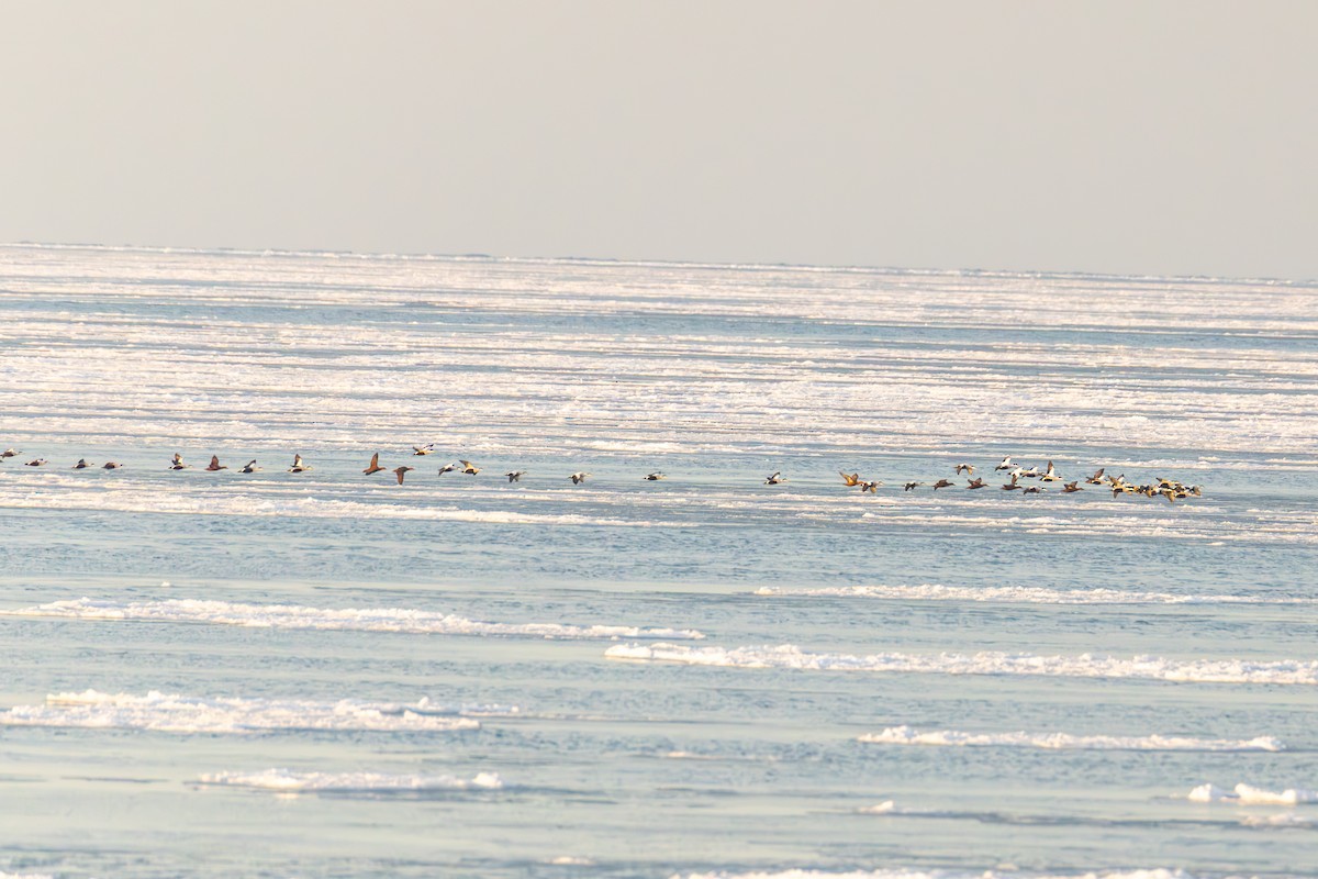 Common Eider - ML646816835