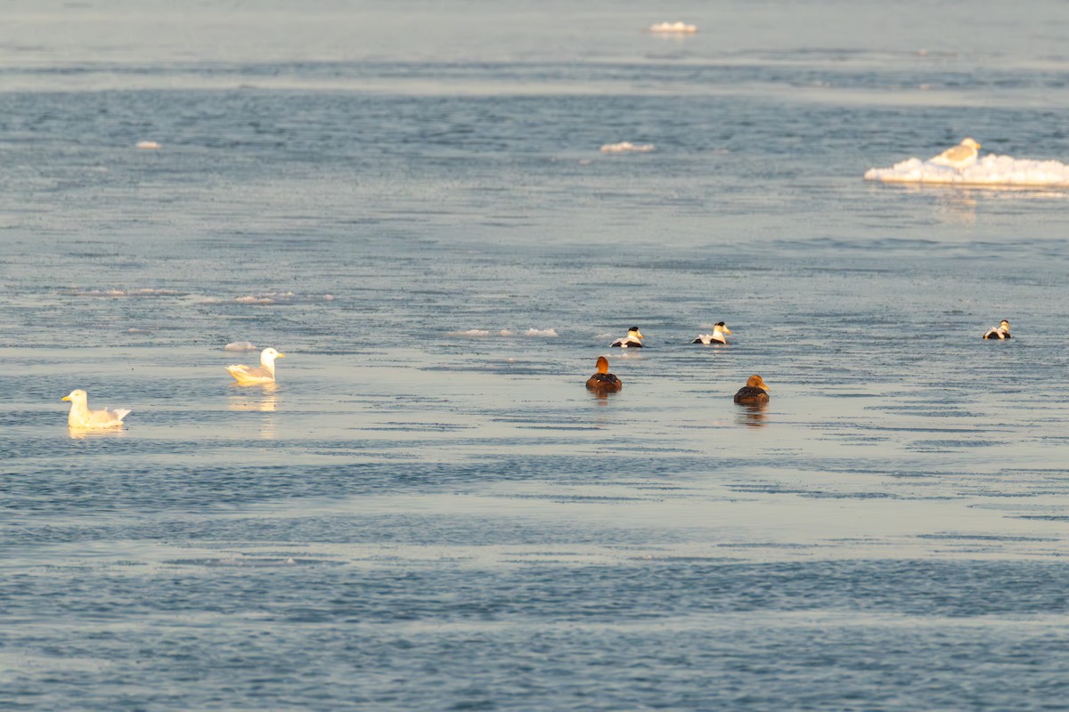 Common Eider - ML646816836