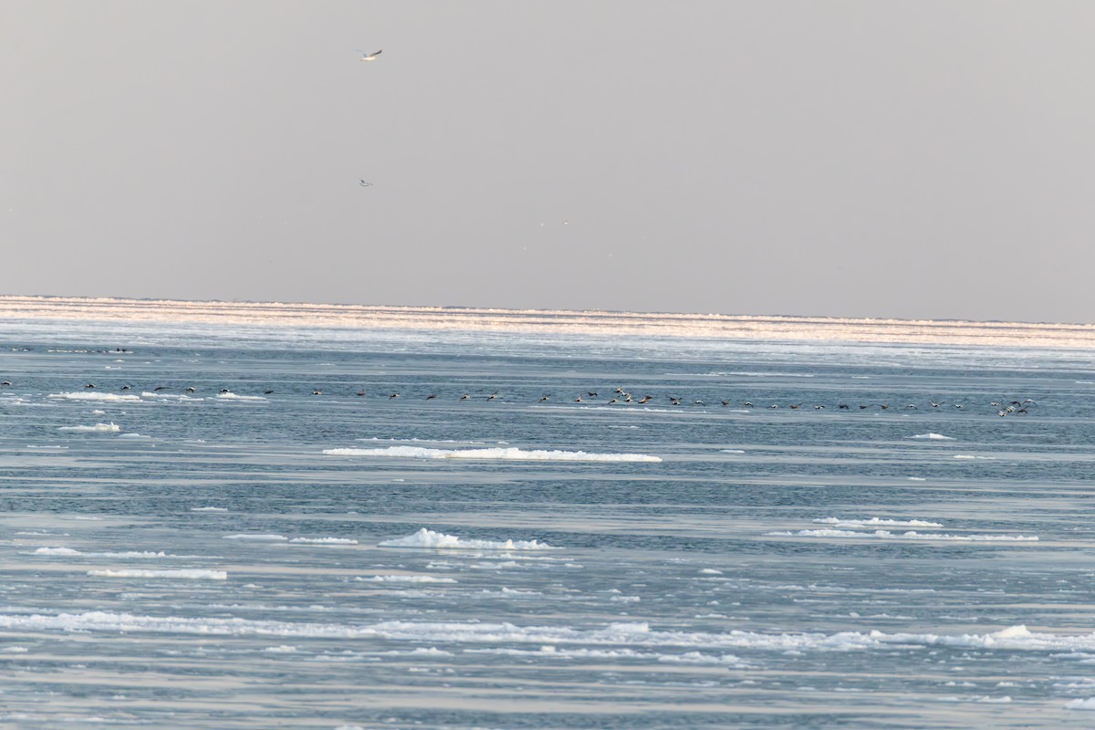 Common Eider - ML646816837