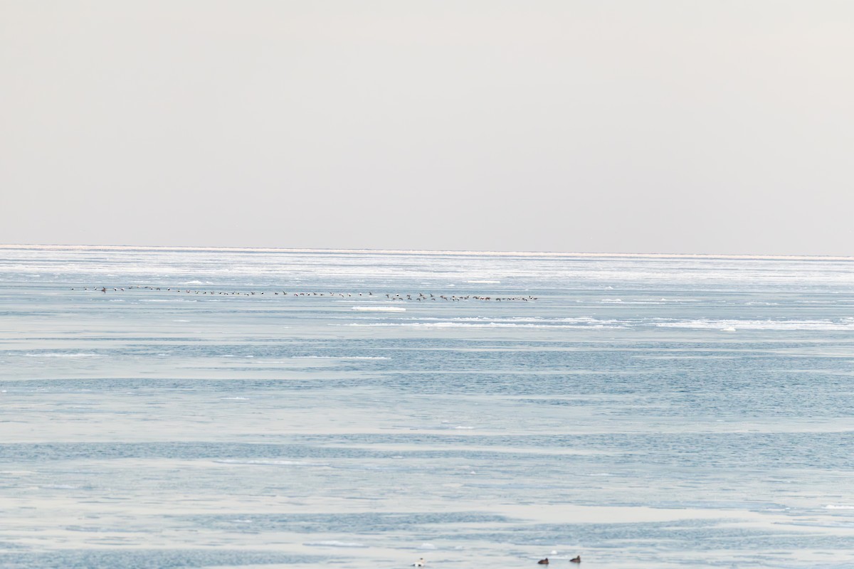 Common Eider - ML646816838