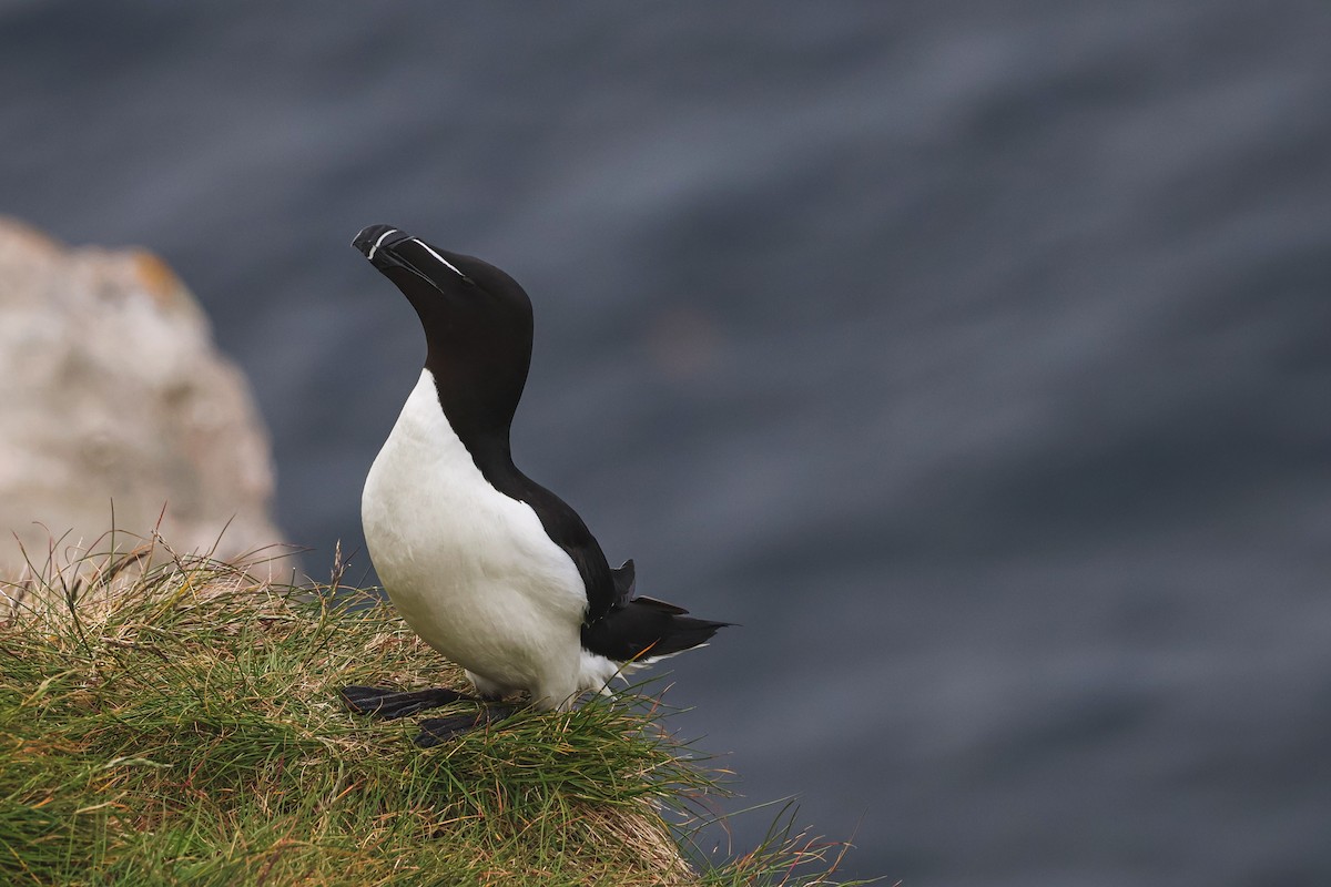 オオハシウミガラス - ML646816841