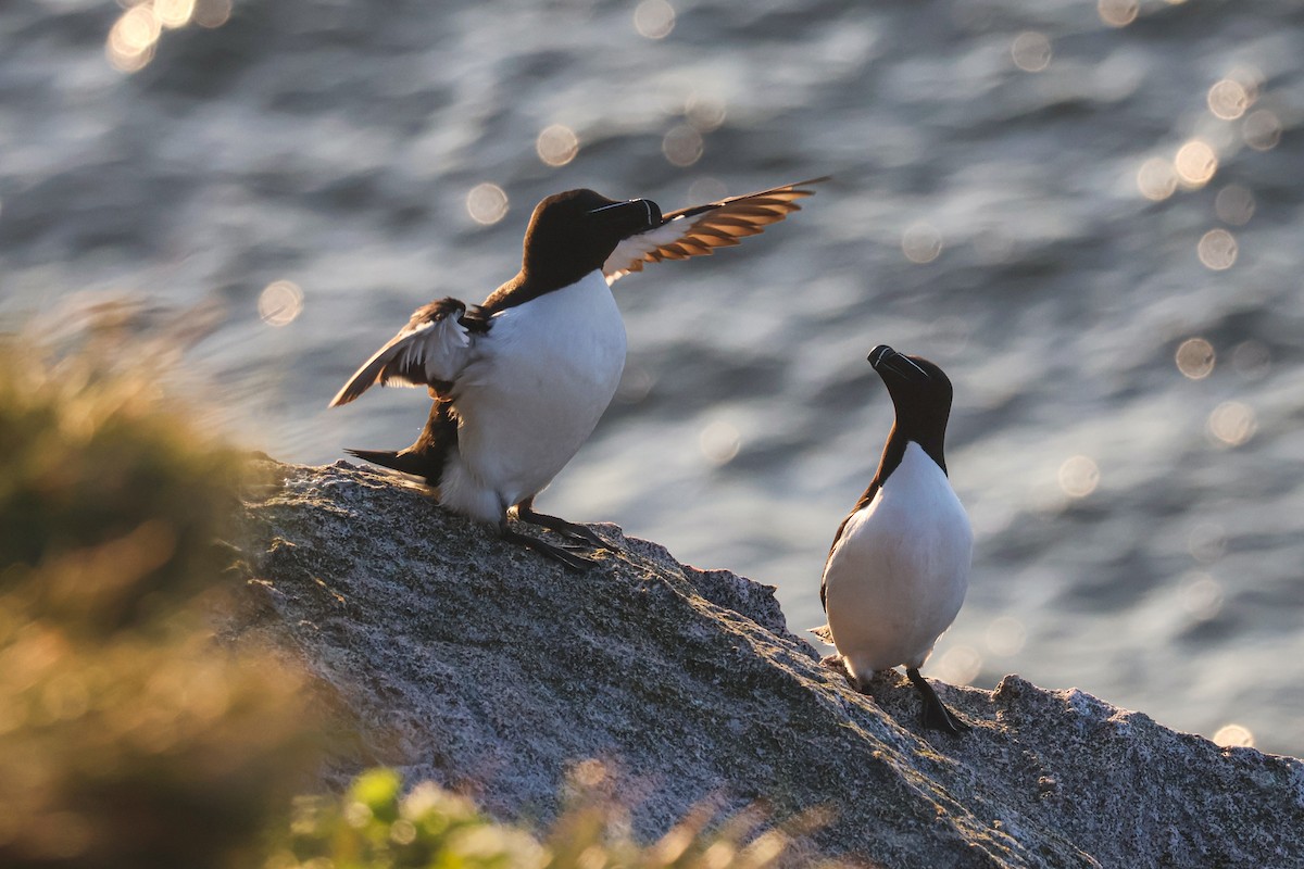 オオハシウミガラス - ML646816842