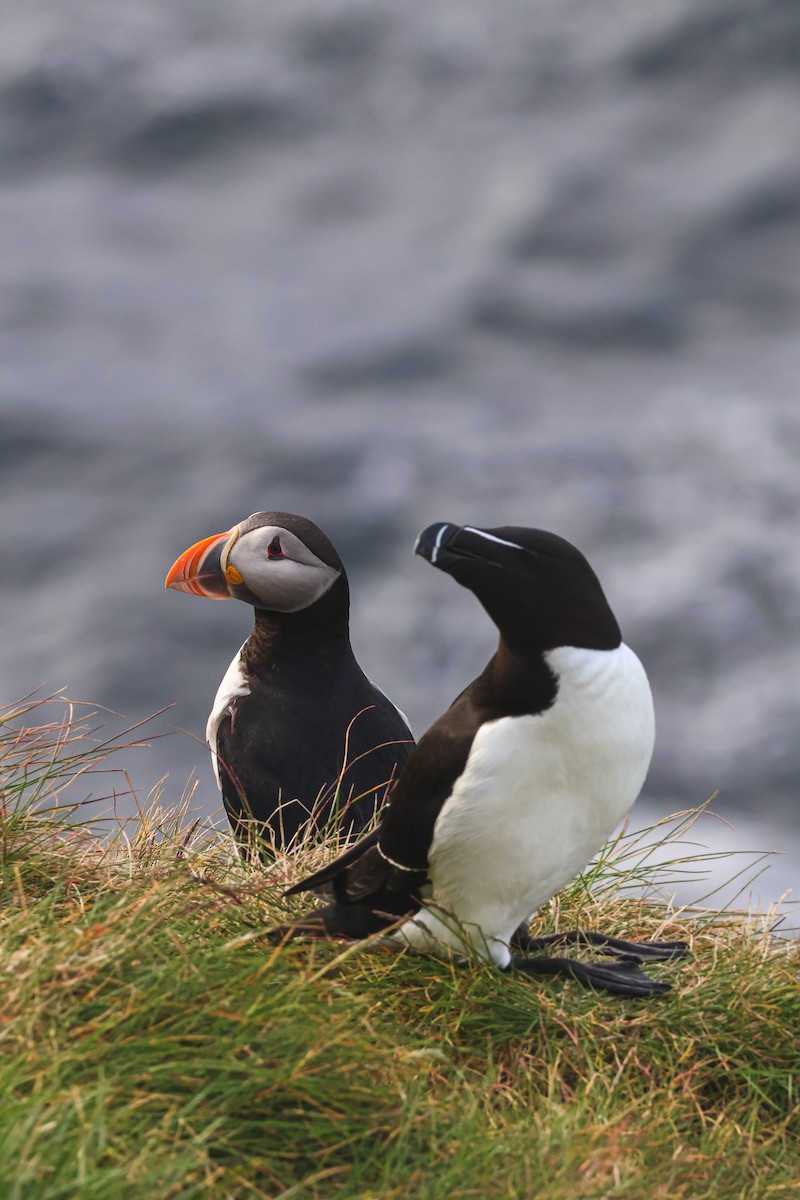 オオハシウミガラス - ML646816843