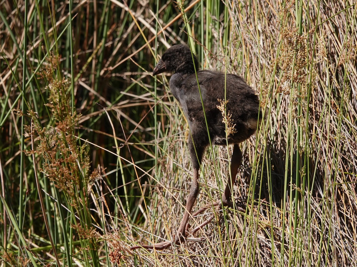 Australasian Swamphen - ML646816844