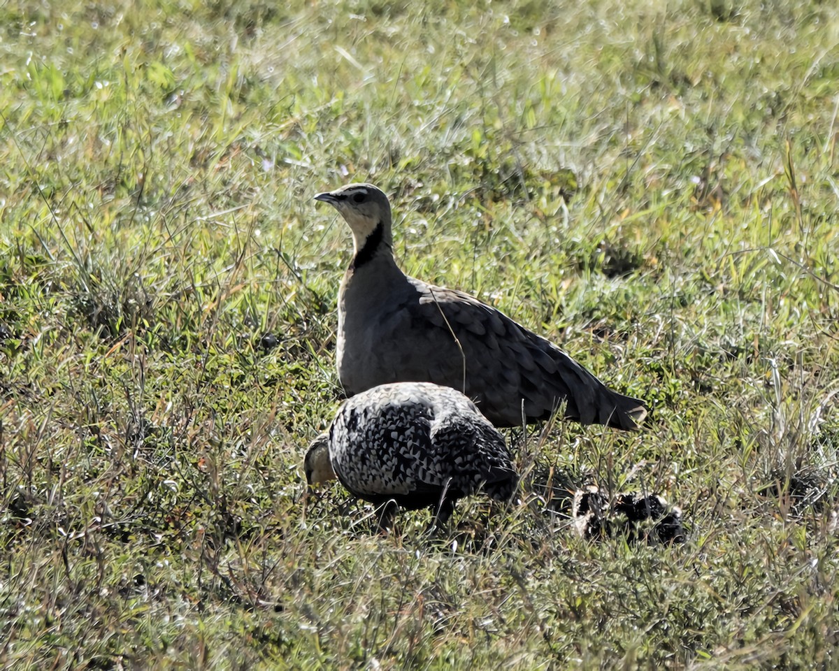 Yellow-throated Sandgrouse - ML646816845