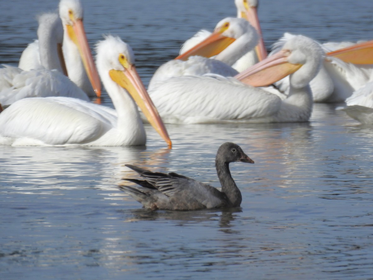 Oie des neiges - ML646816847